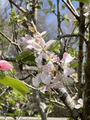 Malus dasyphylla