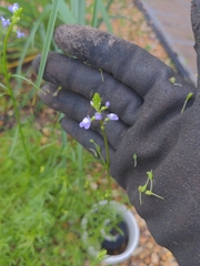 Image of Linaria canadensis
