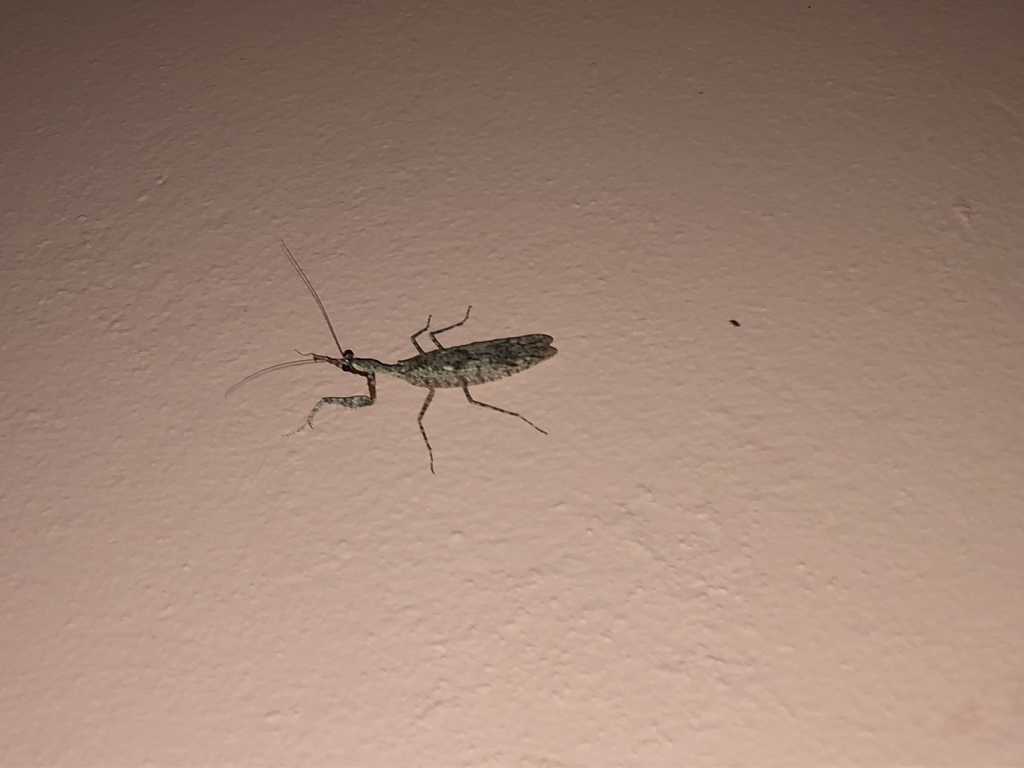 Gonatista reticulata
