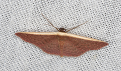 Idaea inversata