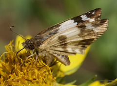 Heliopetes sublinea
