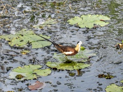 Hydrophasianus chirurgus