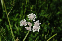 Oenanthe silaifolia