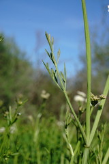 Oenanthe silaifolia