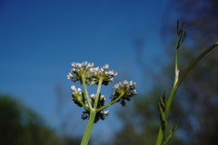 Oenanthe silaifolia