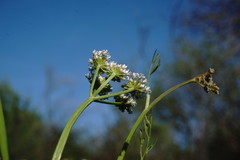 Oenanthe silaifolia