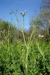 Oenanthe silaifolia