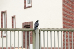 Corvus corone