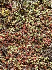 Crassula aquatica