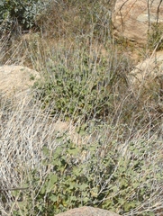 Sphaeralcea ambigua rugosa