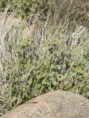Sphaeralcea ambigua rugosa