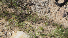 Cryptantha nevadensis