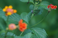 Cyanophrys herodotus