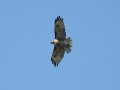 Buteo jamaicensis