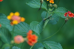 Cyanophrys herodotus