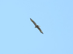 Buteo jamaicensis