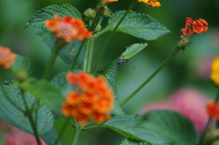 Cyanophrys herodotus