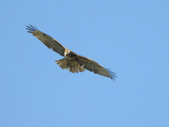 Buteo jamaicensis