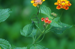 Cyanophrys herodotus