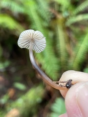 Mycena silvae-nigrae