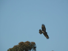 Buteo jamaicensis