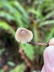 Mycena silvae-nigrae