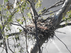Buteo jamaicensis
