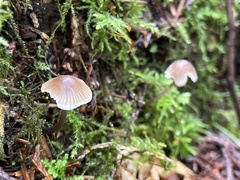 Mycena silvae-nigrae