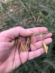 Astragalus trichopodus trichopodus