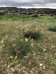 Astragalus trichopodus trichopodus