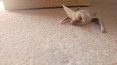 Otonycteris hemprichii