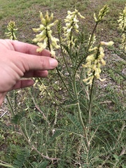 Astragalus trichopodus trichopodus