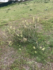 Astragalus trichopodus trichopodus