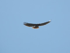 Buteo jamaicensis