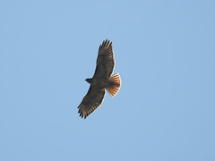 Buteo jamaicensis