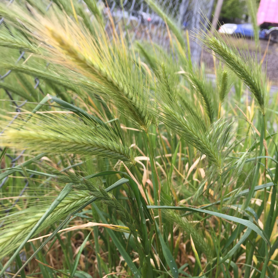 Hordeum murinum ssp. murinum