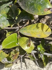 Syrphidae