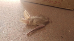 Otonycteris hemprichii