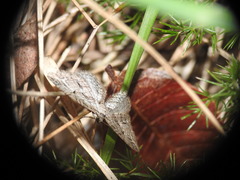 Eupithecia oxycedrata