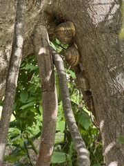 Cornu aspersum