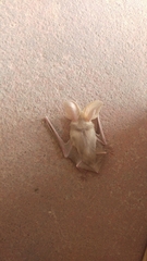 Otonycteris hemprichii