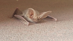 Otonycteris hemprichii