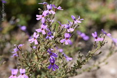 Jamesbrittenia pinnatifida