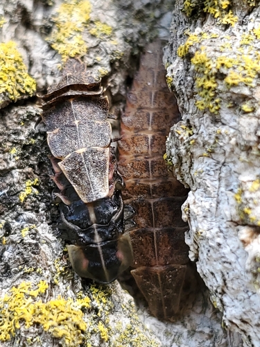 Spring Treetop Flasher photo 5