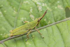 Tagasta marginella