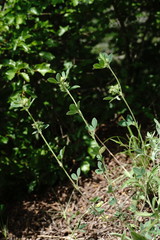 Medicago brachycarpa