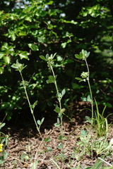 Medicago brachycarpa
