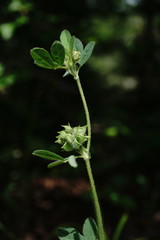 Medicago brachycarpa