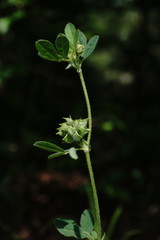 Medicago brachycarpa