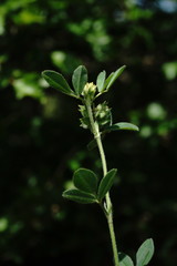 Medicago brachycarpa